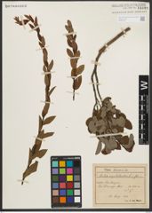 Foto von Salix myrtilloides L.